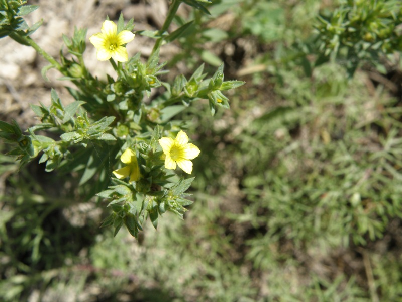Linum strictum / Lino minore
